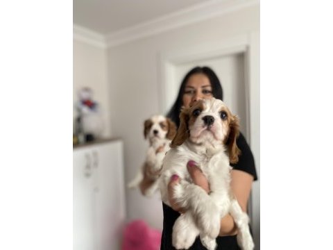 Safkan cavalier king charles yavrularım