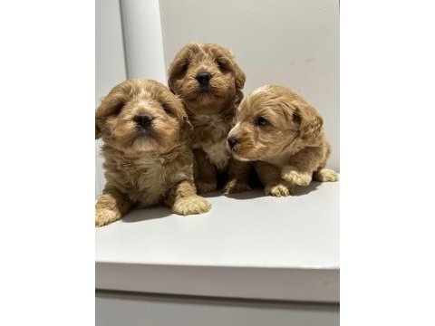 Poodle ayarı da maltipoo