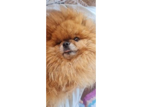 2.5 yaşında çiftleşmeye uygun dişi pomeranian boo