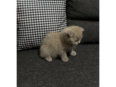 Lilac scottish fold yavrular