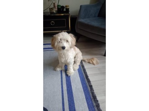 9 aylık maltipoo