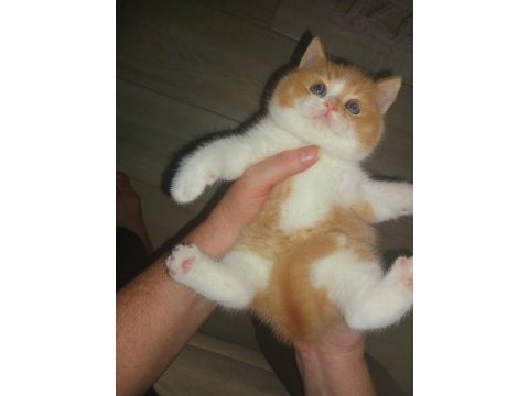 Full şecereli red dişi kedimiz