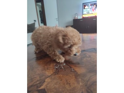 3 aylık dişi toy poodle