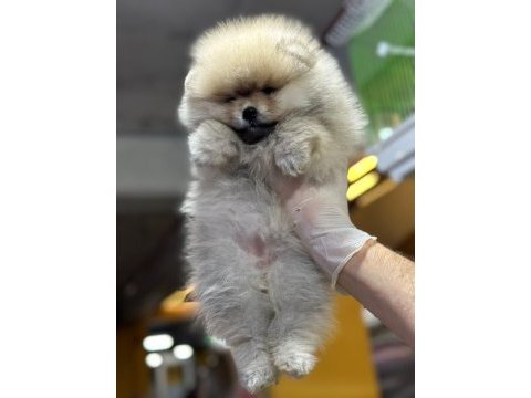 Pomeranıan boo dünyası