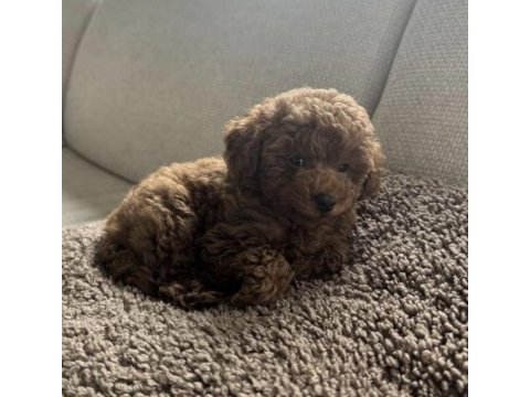 Toy poodle safkan köpeğimiz