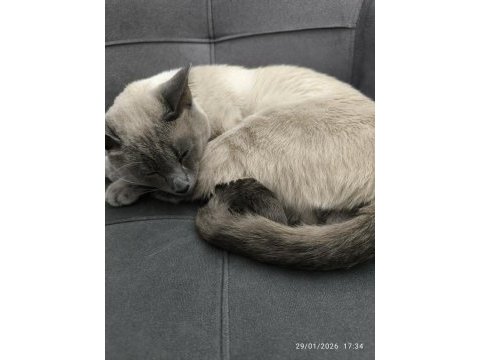 Siyam kedimiz merlin için eş arıyorum