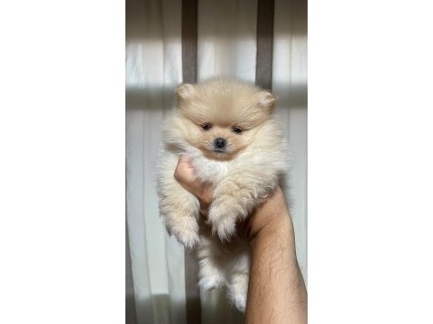 2 aylık pomeranian boo dişi