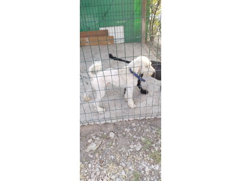 Standart poodle 2,5 yaşında