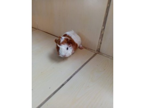 Ginepig yavrusu