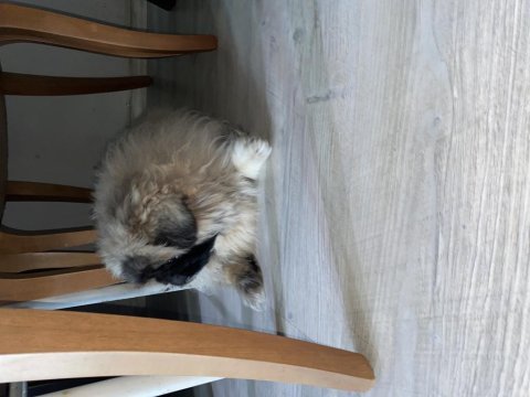 Erkek pekinez köpeği