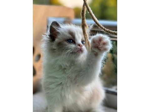 Yurt dışından anne ve baba şecereli ragdoll yavru