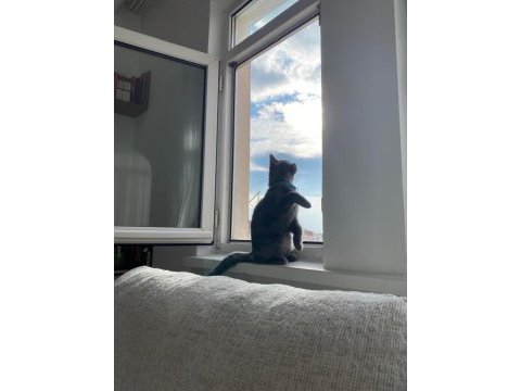 Kedimiz ışığımızı sahiplendiriyoruz