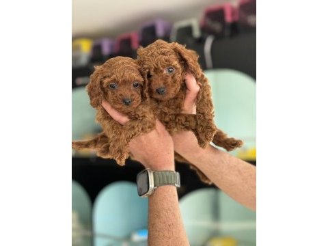 Dişi ve erkek aşılı wc eğitimli kore kan toy poodle