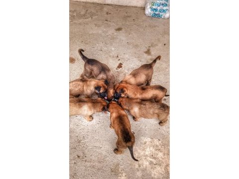 Orjinal saf belçika malinois deli bunlar