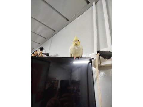 Sultan papağanı lutino 4 aylık