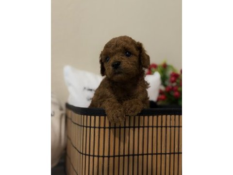 Muhteşem poodle bebekler
