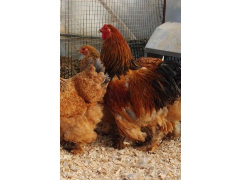 Buff brahma kuluçkalık yumurta & civciv