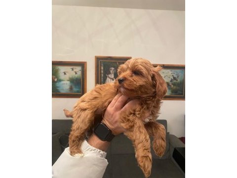 Maltipoo yavrularım yeni yuvasını arıyor