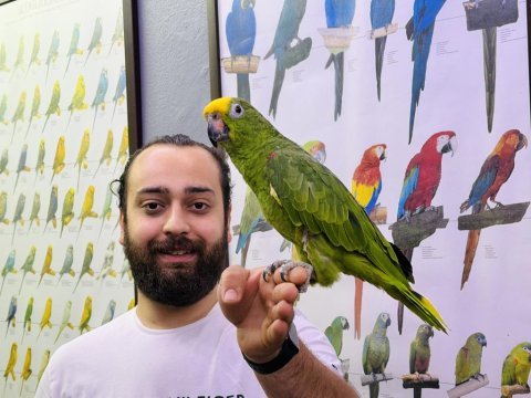 Kahkaha atan full evcil amazon papağanı