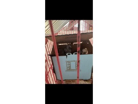 Yavru yapmış büyütmüş muhabbet kuşları