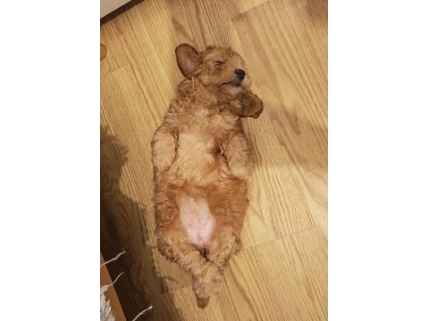 Sevgi dolu bir yuva arıyoruz köpeğimize