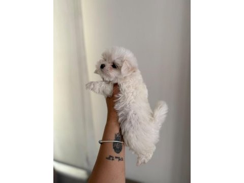 Kar topu bebek köpeğimiz