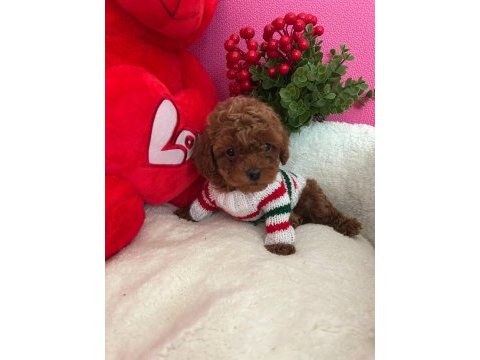 Toy poodle 2 aylık