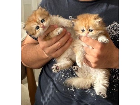 British longhair yavruları