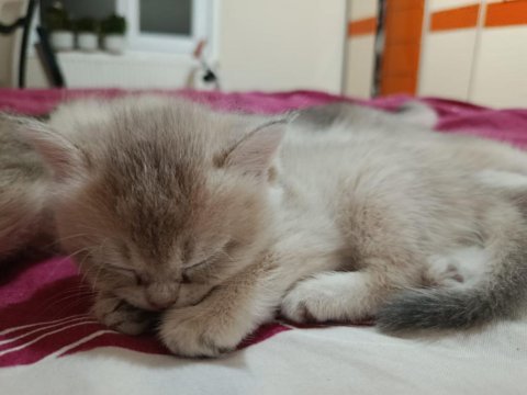 Ucretli british yavru kedi