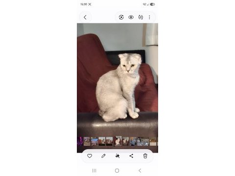 Çok cana yakın scottish fold kedisi