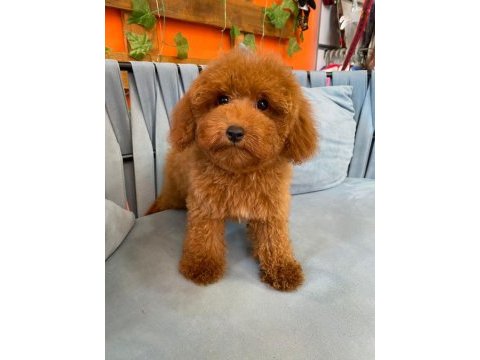 Red brown garantili toy poodle