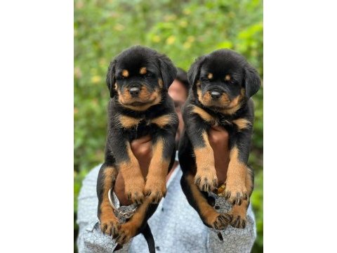 Rottweiler yavrularımız evinizin neşesi olacaktır