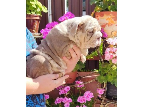Sitenin en renkli en mütevazi bulldog şekerleri