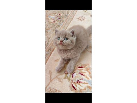 Gri lilac dişi erkek yavru kediler