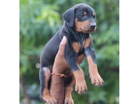 Ruhsatlı köpek çifliğinden doberman yavrular a scrli