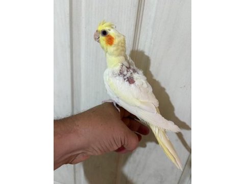 51 günlük lutino sultan bebek