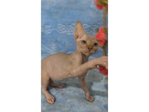 Naked beauty sphynx cattery kediler