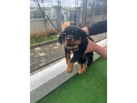 Sağlıklı rottweiler yavrular