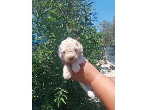 Maltipoo bebiş köpeğimiz