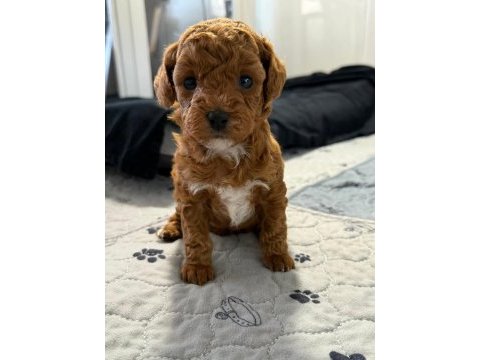 Maltipoo yavrularımız