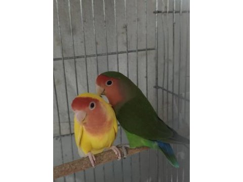 Hazır takım sevda papağanı