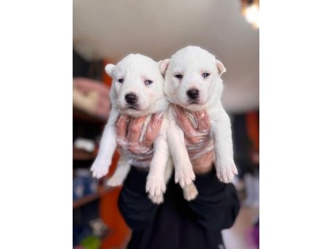 Masmavi gözleriyle husky sibirya kurdu yavrularımız