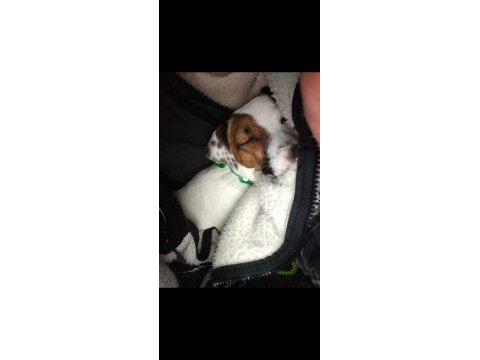 1.5 yaşında jack russell