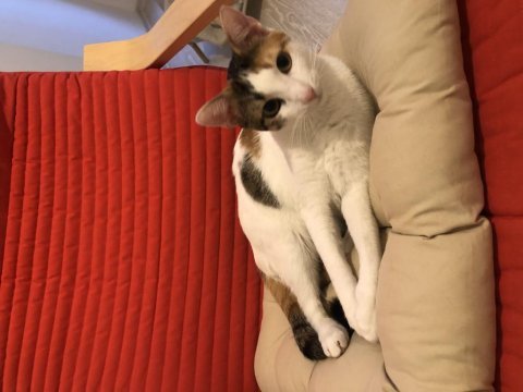 Sağlıklı 1 yaşında calico kedimiz