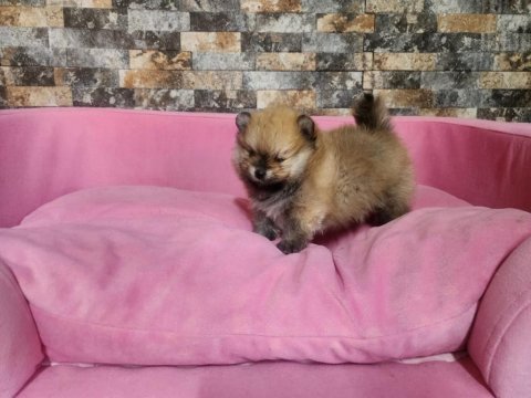 Orjinal birbirinden güzel pomeranian yavrularımız