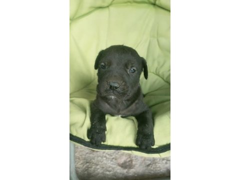 Cane corso yavrular