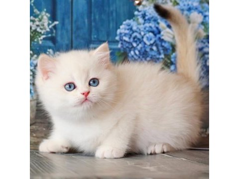 Kar beyaz silver british shorthair 