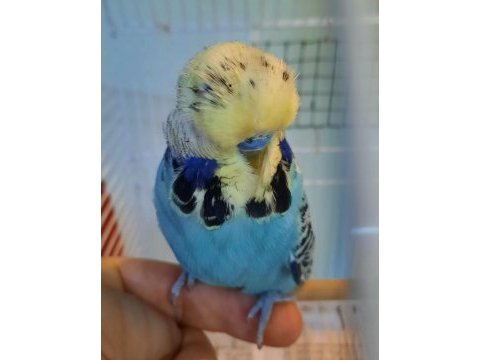Show jumbo muhabbet kuşu erkek ve dişiler hazır
