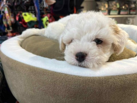 Biblo güzelliğinde teacup maltipoo