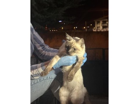 Siyam kedisi çok uysal